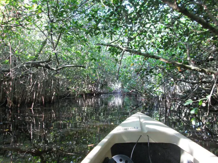 Everglades Area Tours, mit dem Kajak durch die Mangroventunnel
