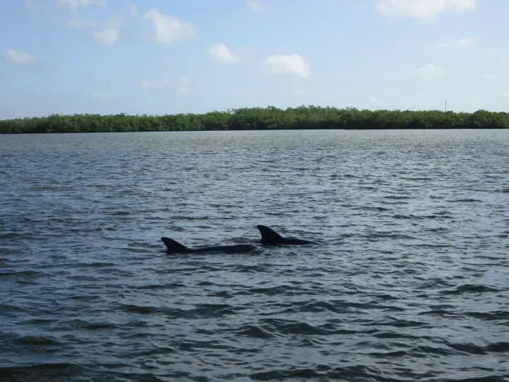 Dolphin Explorer Tour bei Marco Island, Delfinflossen überall