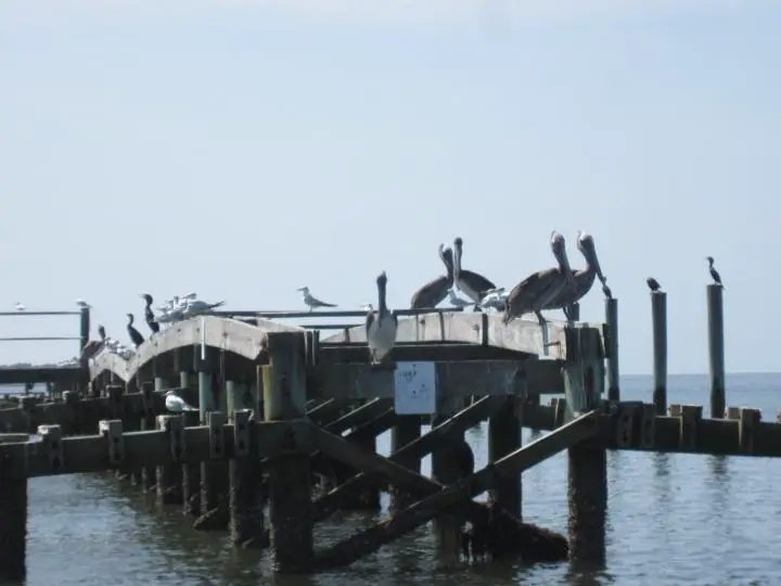 Pelikane, Möwen und Kormorane - gar nicht so friedlich vereint wie es scheint - auf Cedar Key, Florida