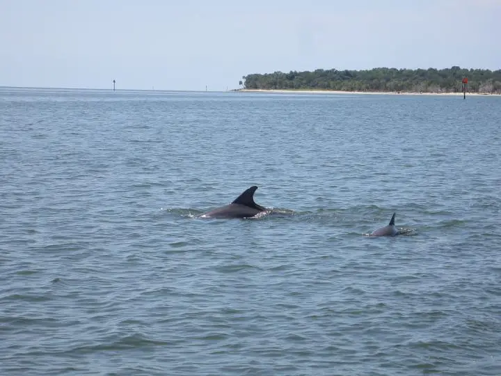 Delfine vor Cedar Key, Florida