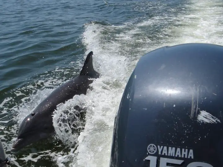 Delfine ganz nah am Boot in Cedar Key, Florida