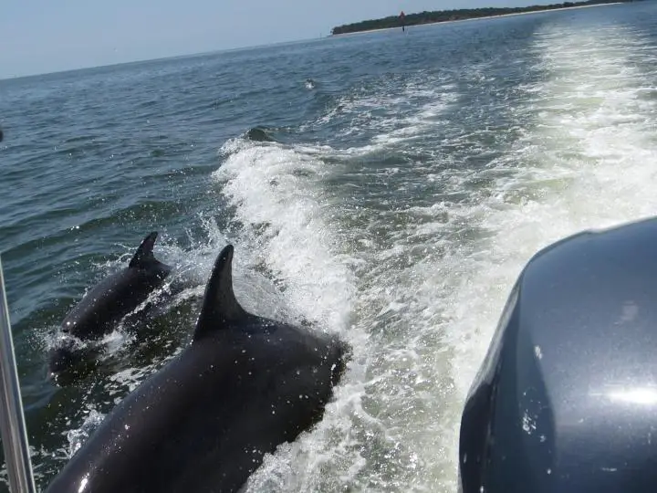 Delfine ganz nah am Boot in Cedar Key, Florida
