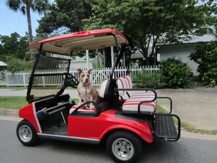 Hund im Golf Cart in Cedar Key, Florida