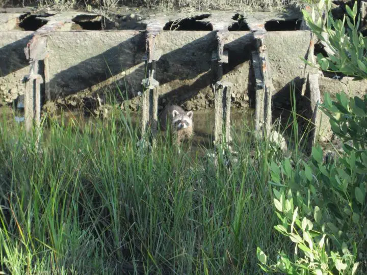 Waschbär auf Cedar Key, Florida