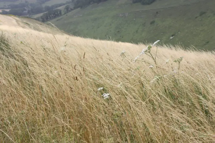 Herbstliche Gräser biegen sich im Wind bei Devil's Dyke