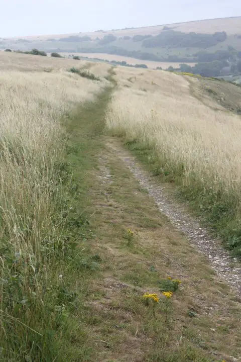 Schmale Graspfade führen durch die wogenden Gräser bei Devil's Dyke