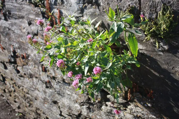 Blume mit pinkfarbenen Blüten, die in einer Mauer in Polruan wächst