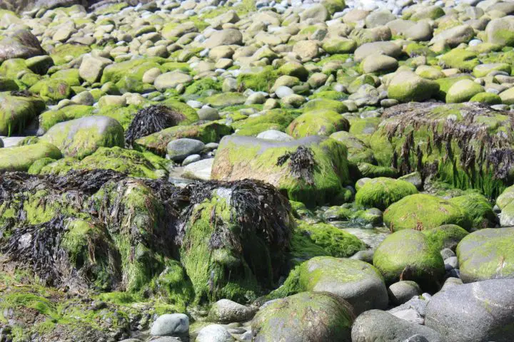 Grüne Steine am Strand von Coverack in Cornwall