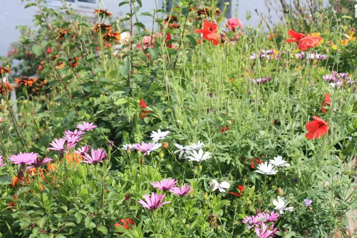 Wunderschöne Blumen entlang des Weges in Cadgwith Cornwall