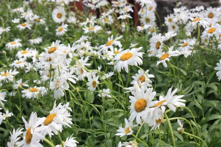 Blumen in Cornwall, Cadgwith