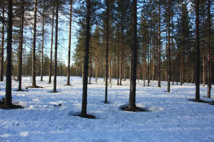 Elch-Safari mit dem Motorschlitten in Schwedisch Lappland. Wald von Svansele