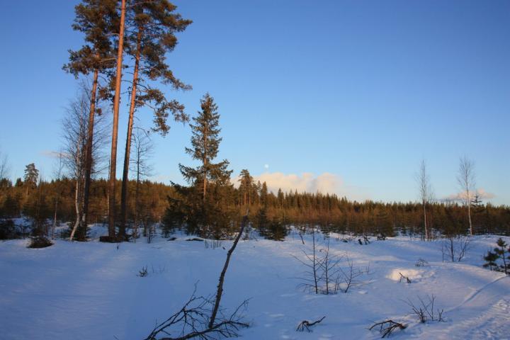 Schwedisch Lappland, Svansele, mit dem Motorschlitten auf Elch-Safari