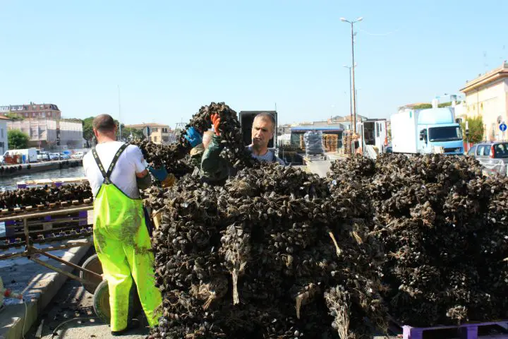Muscheln werden am Hafen von Cesenatico ausgeladen