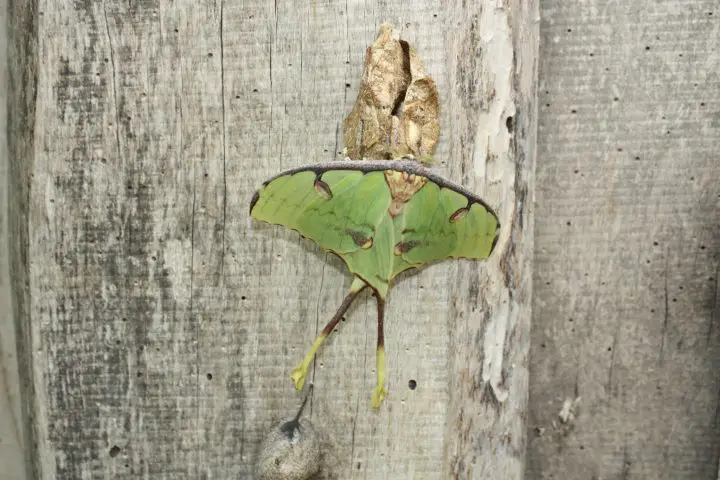 Perfekt getarnter grüner Schmetterling im Casa delle Farfalle in Cervia, Milano Marittima