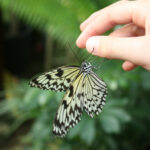 Cervia: Casa delle Farfalle – im Reich der Schmetterlinge