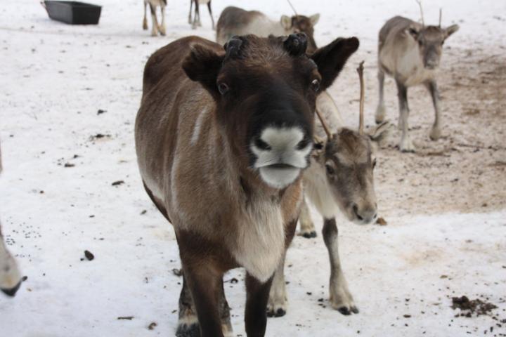 Rentiere in Schwedisch Lappland, Pitea
