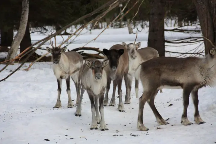 Rentiere in Schwedisch Lappland, Piteå