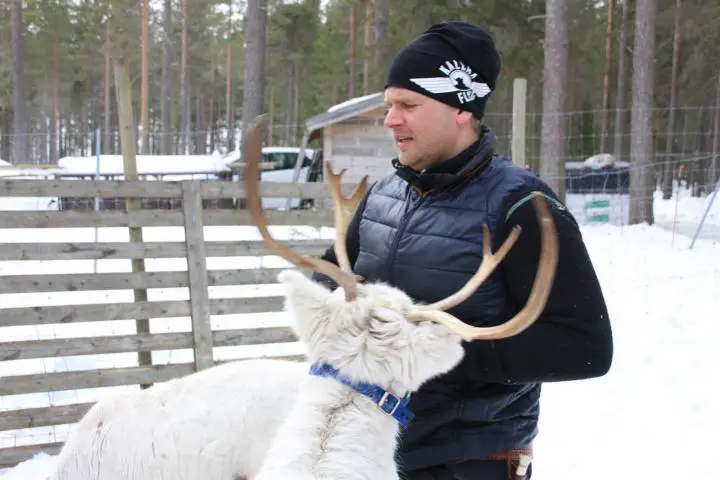 Rentiere in Schwedisch Lappland