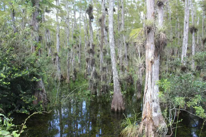 Landschaft im Big Cypress National Preserve