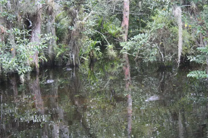 Alligatoren entlang der Loop Road, Tamiami Trail, Florida