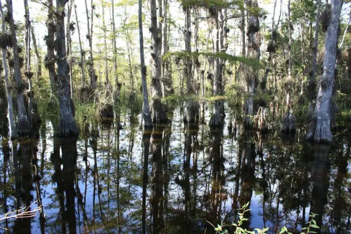 Zypressenwald in den Everglades, Florida