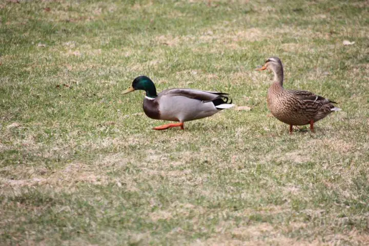 Enten, Family Resort Gut Wenghof, Werfenweng