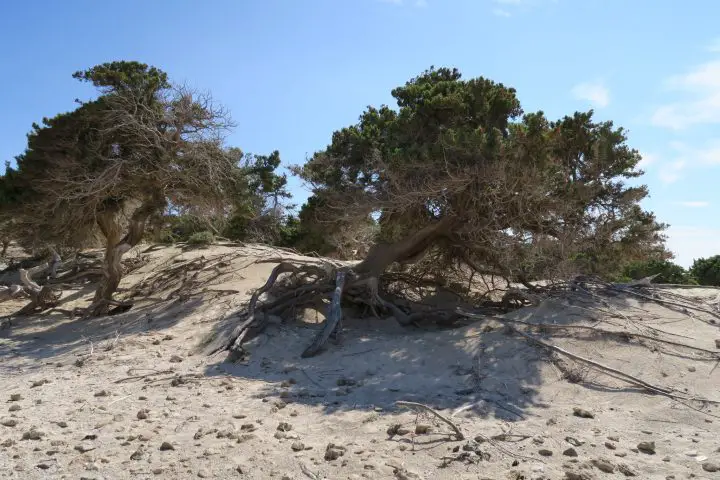 Libanon-Zedern, Karibik-Feeling auf Chrissi Island, Kreta mit Kindern