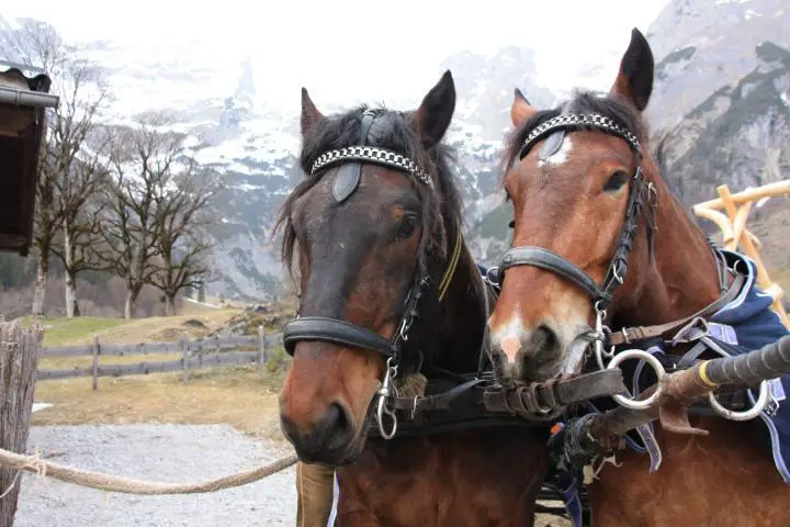 Pferdekutsche in Werfenweng