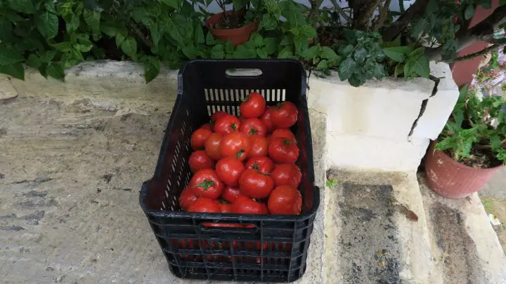 Tomaten, Jeep-Safari, Kreta mit Kindern