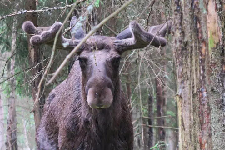 Markaryd Elch-Safari, Smaland mit Kindern