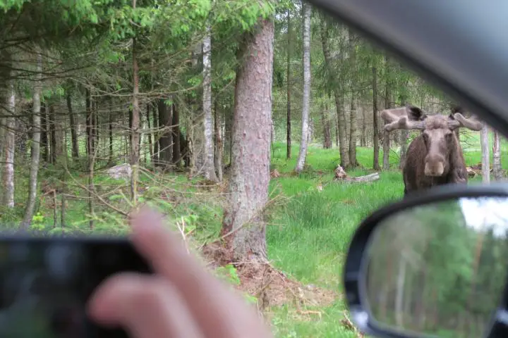 Markaryd Elch-Safari, Smaland mit Kindern