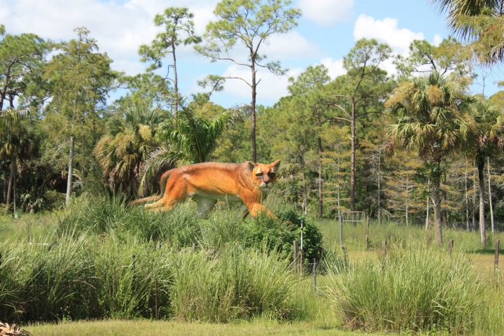 Florida Panther in den Everglades