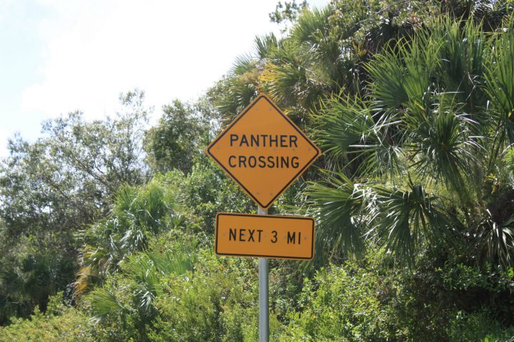 Panther Crossing Sign in den Everglades