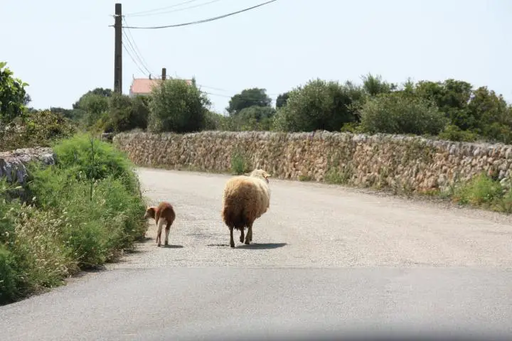 Tipps für Ausflüge auf Menorca mit Kindern, Fahren auf Menorca, Schafe auf der Straße