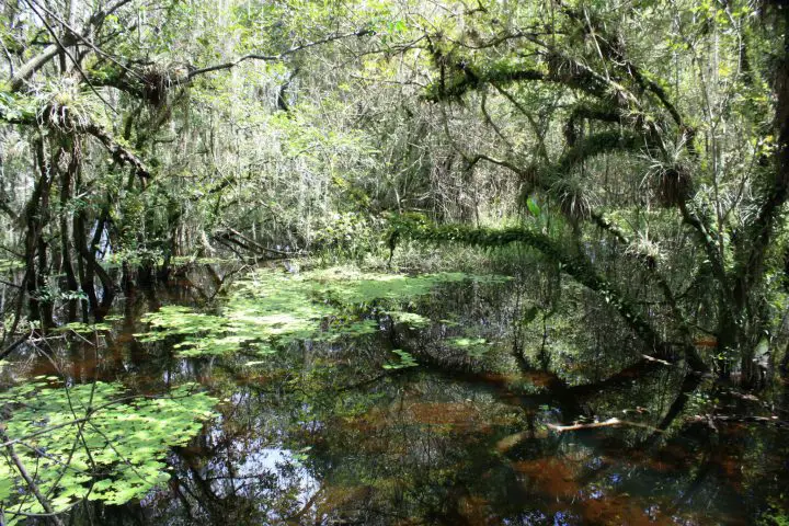 Sumpflandschaft in den Everglades, Big Cypress, Florida