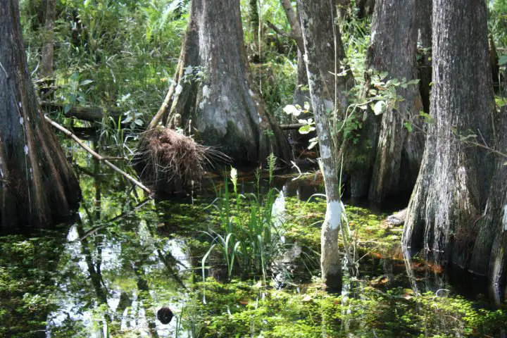 Everglades, Florida