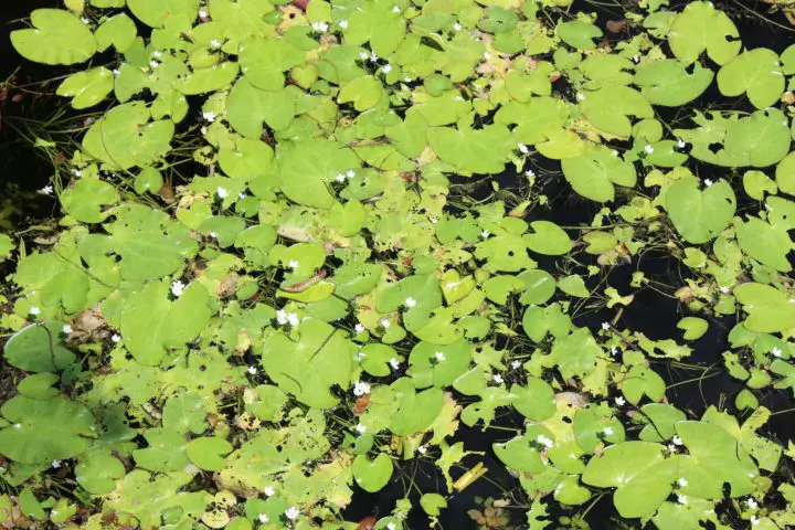 Seerosen und Blumen in den Everglades, Florida