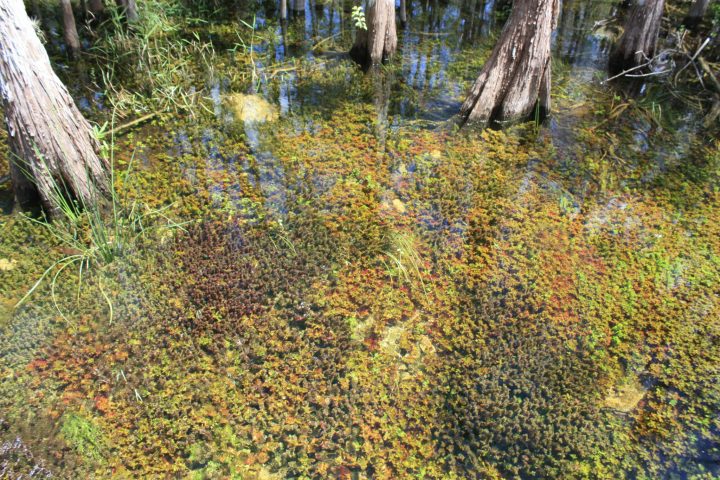 Glasklares Wasser in den Everglades, Florida