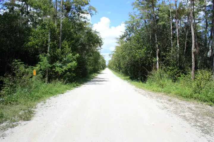 Kerzengerade führt die Loop Road durch die Everglades Florida