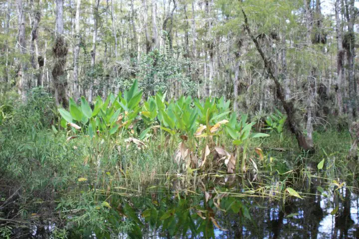 Tropische Vegetation in den Everglades, Loop Road, Florida