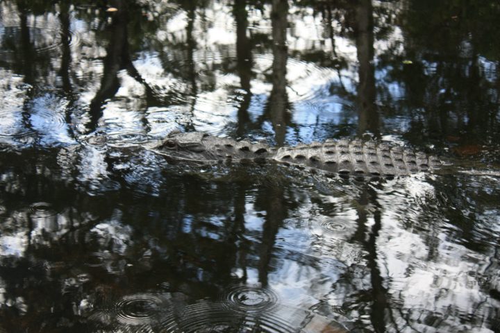 Alligator in den Everglades, Loop Road, Florida
