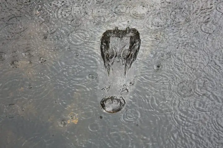 Alligator im Regen in den Everglades, Florida, Loop Road