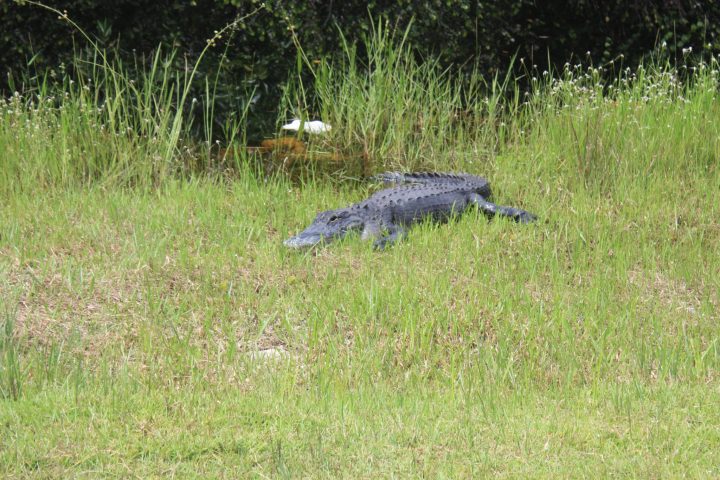 Alligator am Straßenrand in den Everglades an der Loop Road