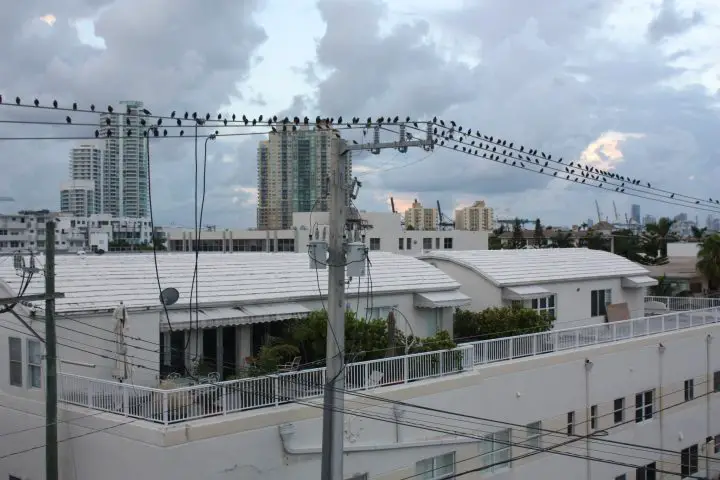 Vögel vor dem Sense Beach House, Miami Beach Florida