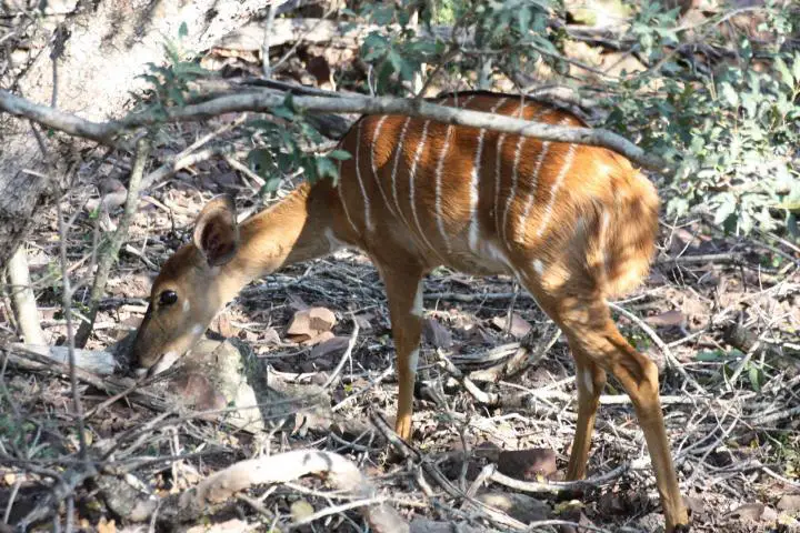 Kudu at &Beyond Phinda Mountain Lodge