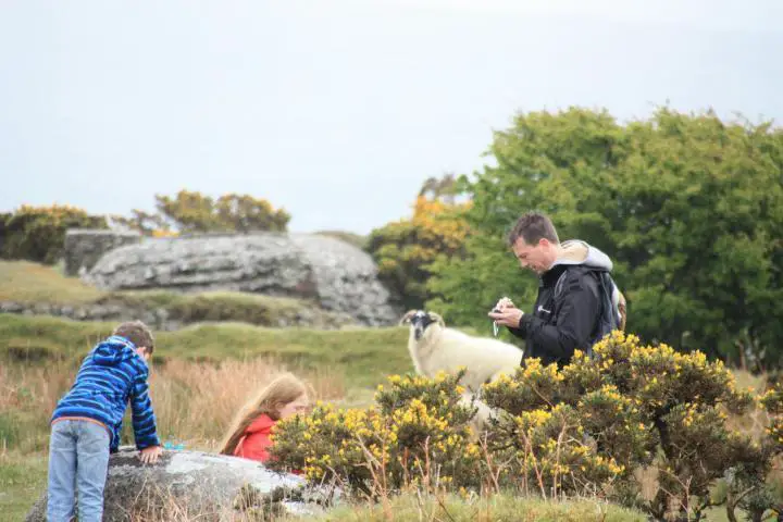 Animal Photobomb in Cornwall, Sheep
