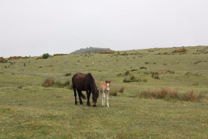 Wildpferde im Bodmin Moor, Cornwall, Minions