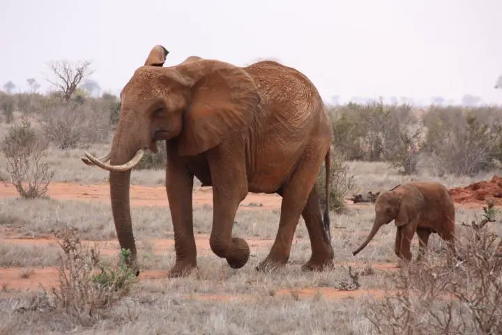 Elefant im Tsavo Ost Nationalpark, Kenia mit Kindern, Safari mit Kindern