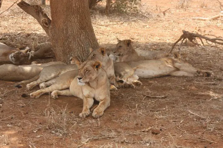 Löwen im Tsavo Ost Nationalpark, Safari mit Kindern, Kenia mit Kindern