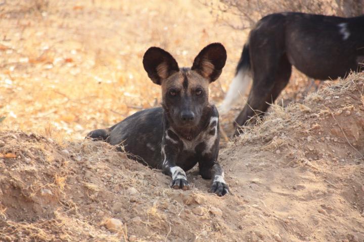 Wildhund, Tsavo Ost, Safari mit Kindern, Kenia mit Kindern